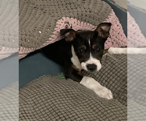 Medium Photo #1 Basset Hound-Unknown Mix Puppy For Sale in Peoria, IL, USA