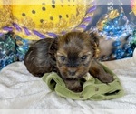 Small Photo #8 Morkie Puppy For Sale in CASSVILLE, MO, USA