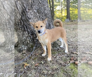 Medium Shiba Inu