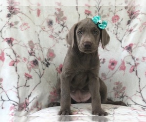 Labrador Retriever Puppy for sale in LAKELAND, FL, USA