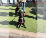 Small Photo #13 Labrador Retriever-Unknown Mix Puppy For Sale in San Diego, CA, USA