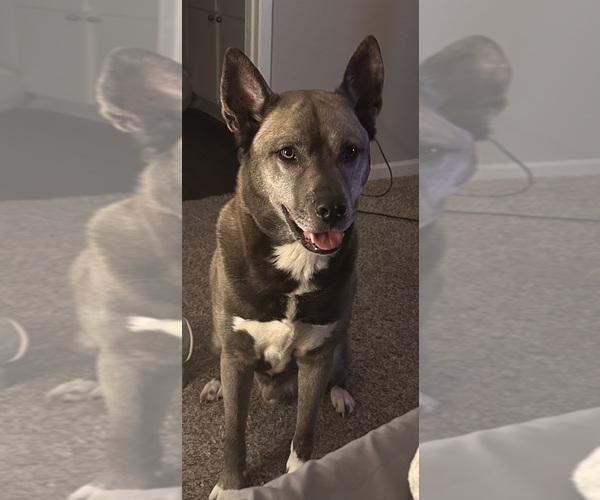 Medium Photo #1 Siberian Husky-Unknown Mix Puppy For Sale in HUMBLE, TX, USA