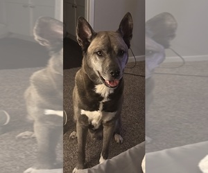 Siberian Husky-Unknown Mix Dog for Adoption in HUMBLE, Texas USA