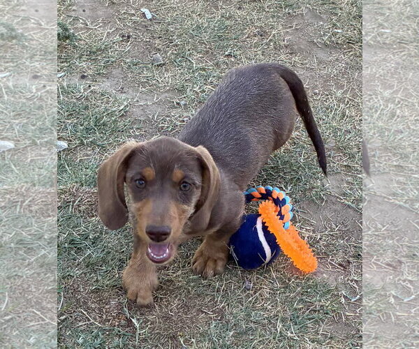 Medium Photo #2 Dachshund Puppy For Sale in Hesperia, CA, USA