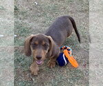 Small #1 Dachshund
