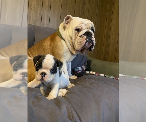 Medium Photo #1 English Bulldog-French Bulldog Mix Puppy For Sale in BRANFORD, CT, USA