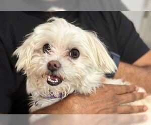 Maltese-Unknown Mix Dogs for adoption in Fremont, CA, USA