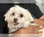 Small Maltese Mix