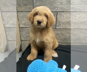 Goldendoodle Puppy for sale in RICHMOND, IL, USA