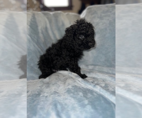Medium Photo #1 Puli Puppy For Sale in CENTRALIA, WA, USA
