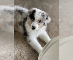 Australian Shepherd Puppy for sale in BRYAN, TX, USA