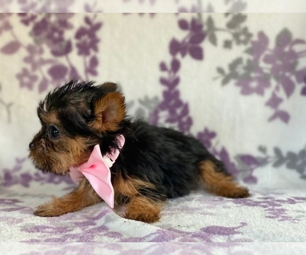 Medium Photo #4 Australian Yorkshire Terrier Puppy For Sale in LANCASTER, PA, USA