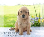 Small #4 Golden Retriever