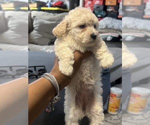 Medium Photo #5 Poodle (Toy) Puppy For Sale in FORESTVILLE, MD, USA