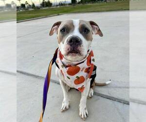 American Pit Bull Terrier-Unknown Mix Dogs for adoption in Las Vegas, NV, USA