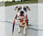 Small American Pit Bull Terrier Mix