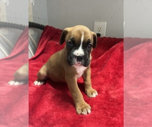 Boxer Puppy for sale in BARTOW, GA, USA