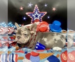 Small Photo #8 French Bulldog Puppy For Sale in RICHARDS, TX, USA
