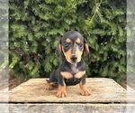 Small #3 Dachshund