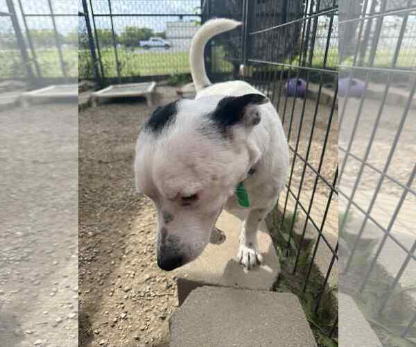 Medium Photo #2 Basset Hound-Jack Russell Terrier Mix Puppy For Sale in Mukwonago, WI, USA