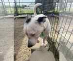 Small #1 Basset Hound-Jack Russell Terrier Mix