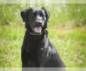 Labrador Retriever-Unknown Mix Dogs for adoption in Ames, IA, USA