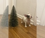 Puppy 2 French Bulldog