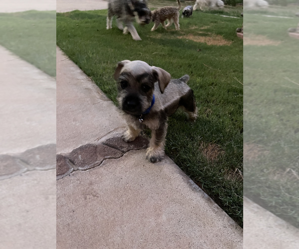 Medium Photo #3 Schnauzer (Miniature) Puppy For Sale in EL PASO, TX, USA