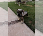 Small Photo #3 Schnauzer (Miniature) Puppy For Sale in EL PASO, TX, USA