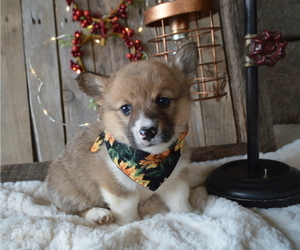 Pembroke Welsh Corgi Puppy for sale in HONEY BROOK, PA, USA