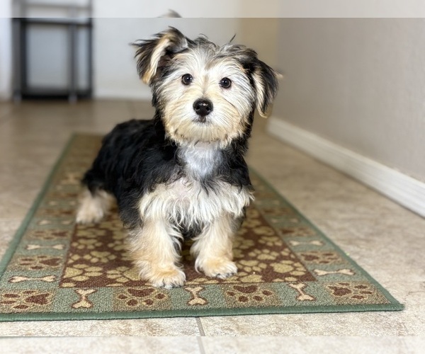 Medium Photo #4 Morkie Puppy For Sale in TUCSON, AZ, USA