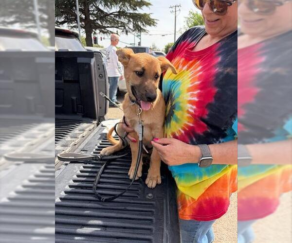 Medium Photo #1 German Shepherd Dog-Unknown Mix Puppy For Sale in Stockton, CA, USA