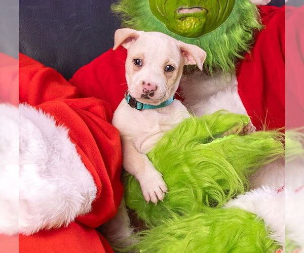 Medium Photo #1 Bulldog-Unknown Mix Puppy For Sale in Sanford, FL, USA