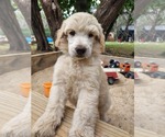 Puppy Zuma Bordoodle
