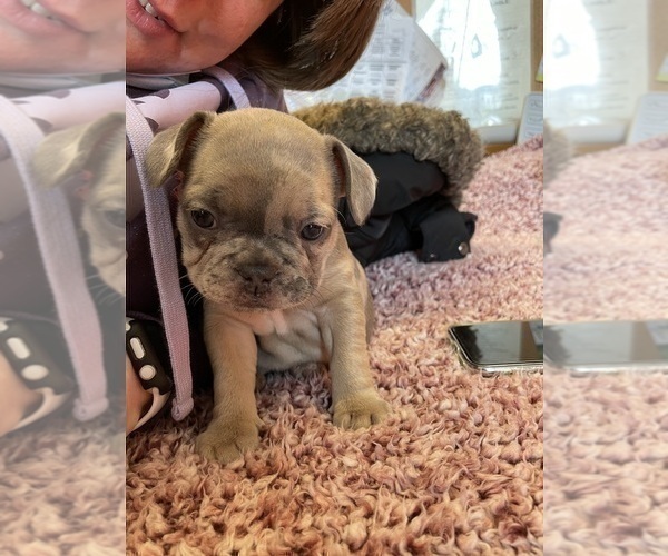 Medium Photo #10 French Bulldog Puppy For Sale in OSHKOSH, WI, USA