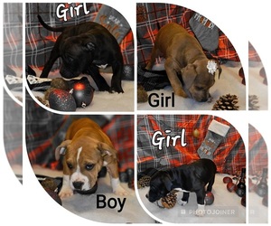 American Bully Puppy for sale in PATRICK SPRINGS, VA, USA