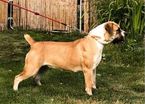 Small Photo #1 Boerboel Puppy For Sale in CLEARFIELD, UT, USA
