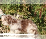 Small #26 ShihPoo
