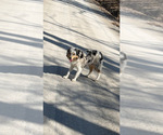 Small Photo #1 Texas Heeler Puppy For Sale in GOREVILLE, IL, USA
