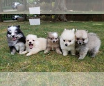 Small Photo #29 Pomeranian Puppy For Sale in DINWIDDIE, VA, USA