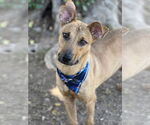 Small Labrador Retriever-Rhodesian Ridgeback Mix