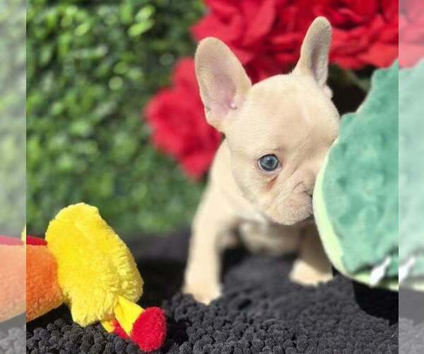 Medium Photo #2 French Bulldog Puppy For Sale in BOSTON, KY, USA