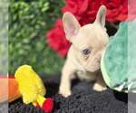 Small #1 French Bulldog