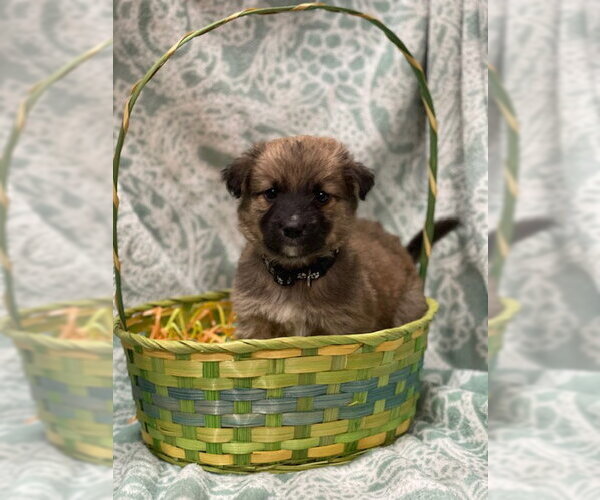 Medium Photo #2 Labrador Retriever-Unknown Mix Puppy For Sale in Duluth, MN, USA