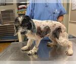 Small Photo #6 Cocker Spaniel-Unknown Mix Puppy For Sale in Shreveport, LA, USA