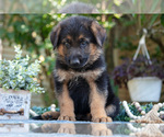 Puppy 9 German Shepherd Dog