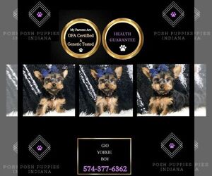 Poodle (Toy) Puppy for sale in WARSAW, IN, USA
