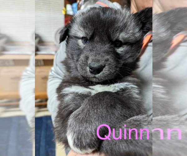 Medium Photo #29 Siberian Husky Puppy For Sale in MONROE, NC, USA