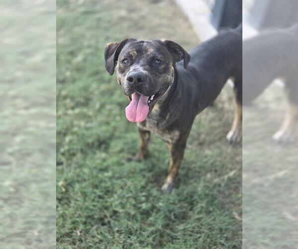 Medium Photo #2 Staffordshire Bull Terrier Puppy For Sale in Temple, TX, USA