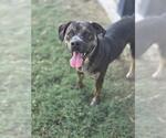 Small #1 Staffordshire Bull Terrier